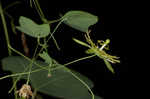 Yellow passionflower